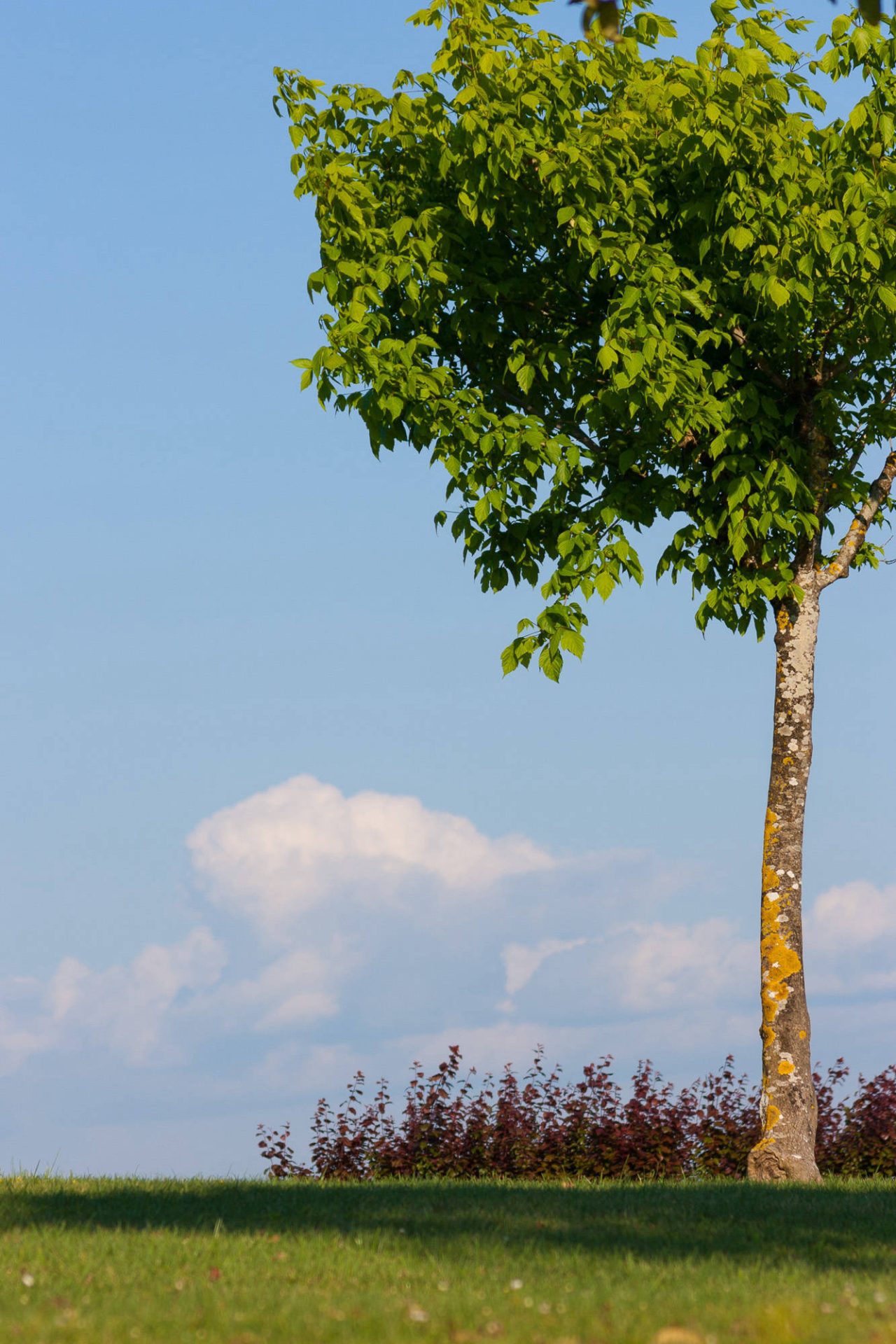 A single leafy tree standing alone against a clear sky