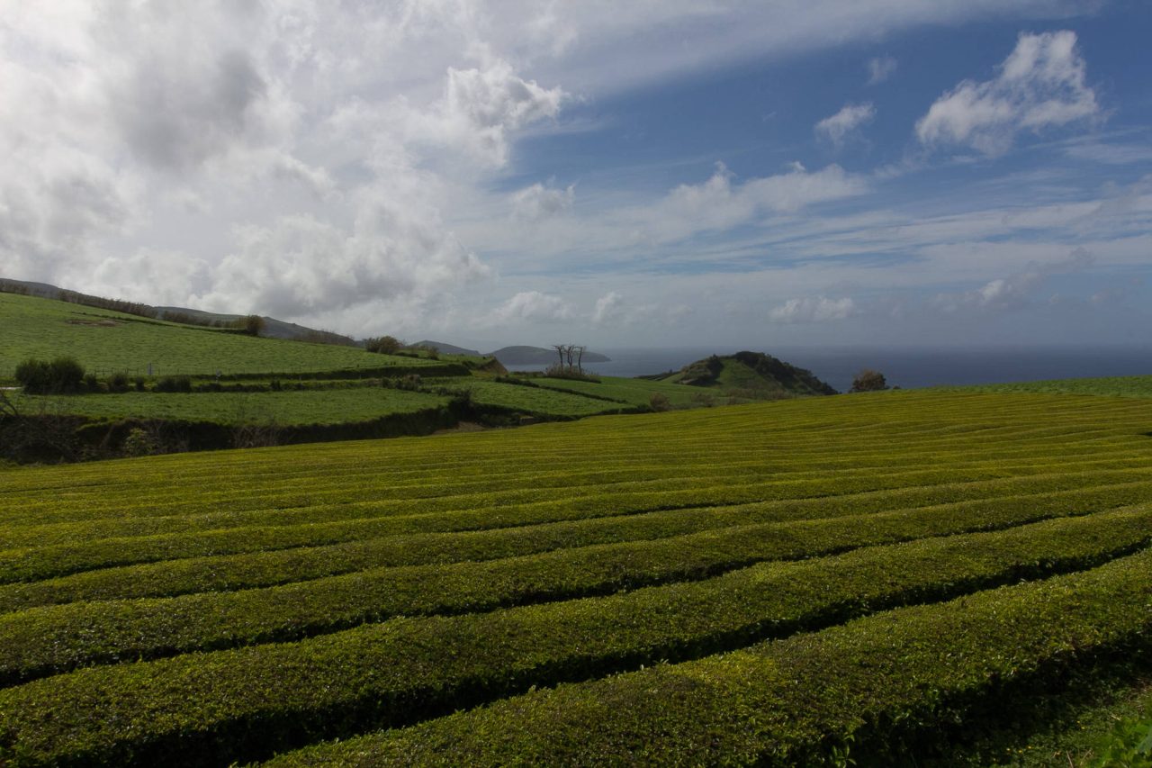 Curved rows of a green tea plantation on rolling hills under a cloudy sky