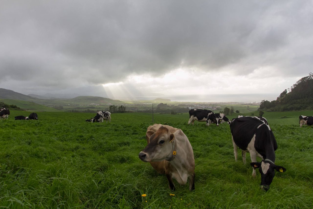 Cows grazing in a bright green pasture with mist over the hills behind