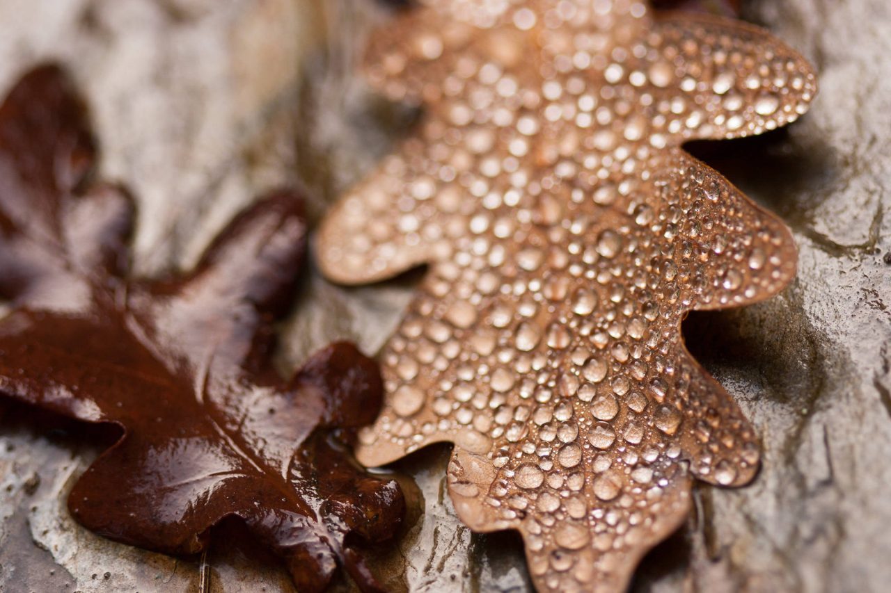 Close-up of dry oak leaves covered in water droplets